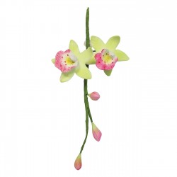 Orchidea Cymbidium Medium - set 2 tagliapasta inox